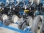 Сеялка KINZE 3650 прикатывающие колеса