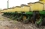 Сеялка точного высева механическая JOHN DEERE 7200